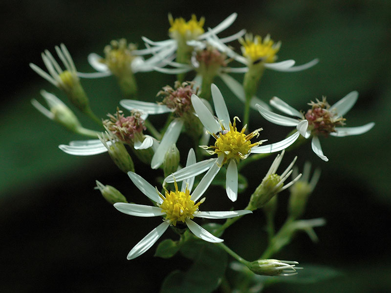 White Wood Aster