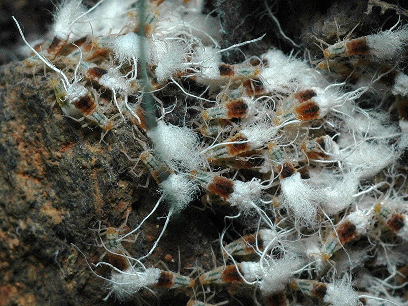 <a href=http://en.wikipedia.org/wiki/Beech_blight_aphid>Beech blight aphids<a/>