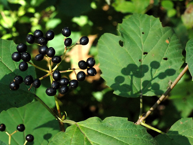 Viburnum acerifolium