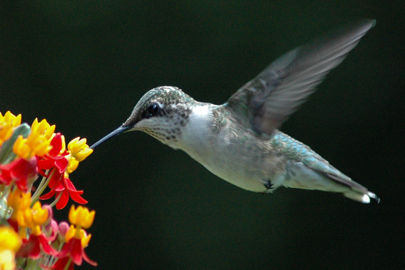 Ruby-throated hummingbird<br>August, 2009