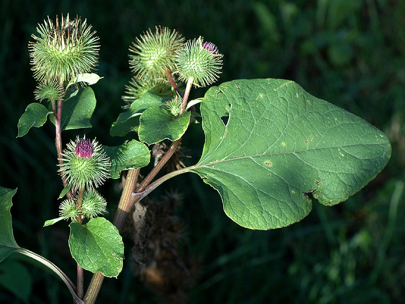 Arctium lappa