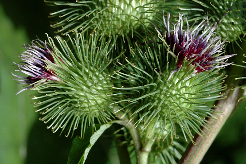 Arctium lappa