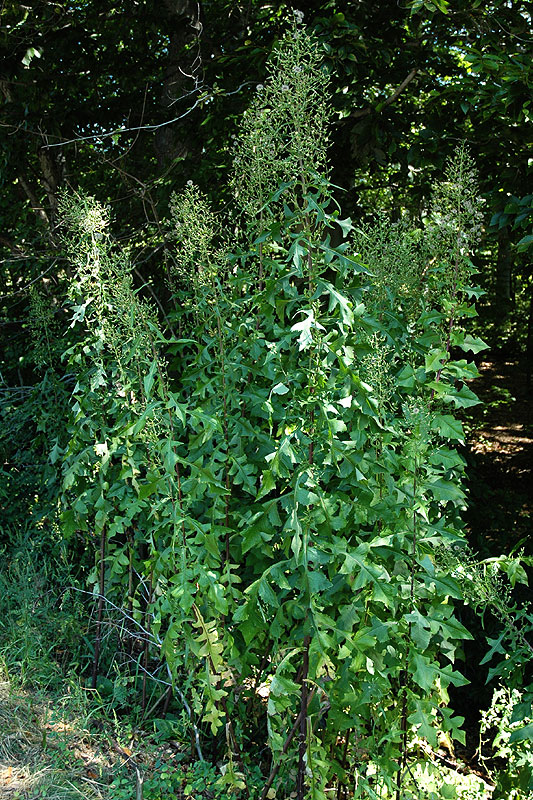 Lactuca canadensis