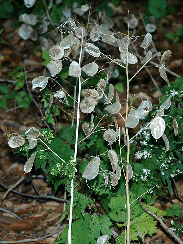 Lunaria annua