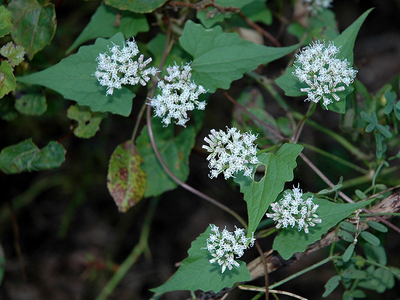 Mikania scandens