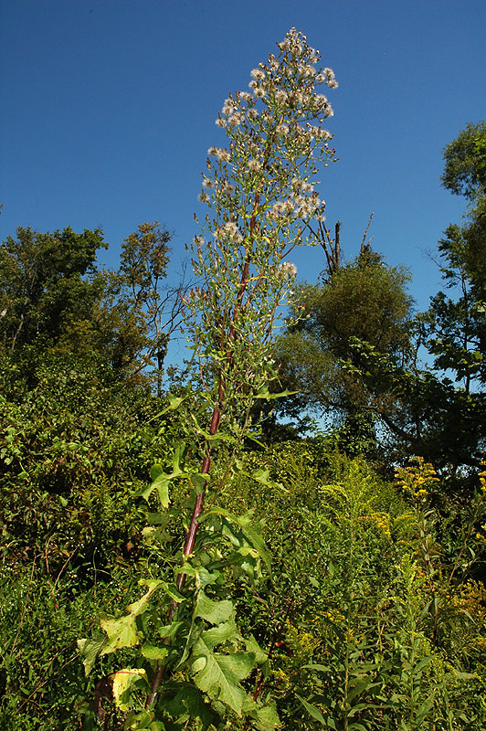 Lactuca biennis