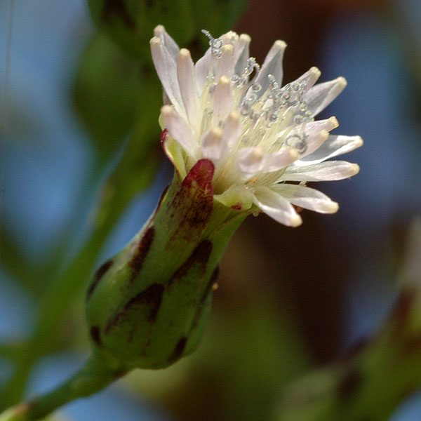 Lactuca biennis