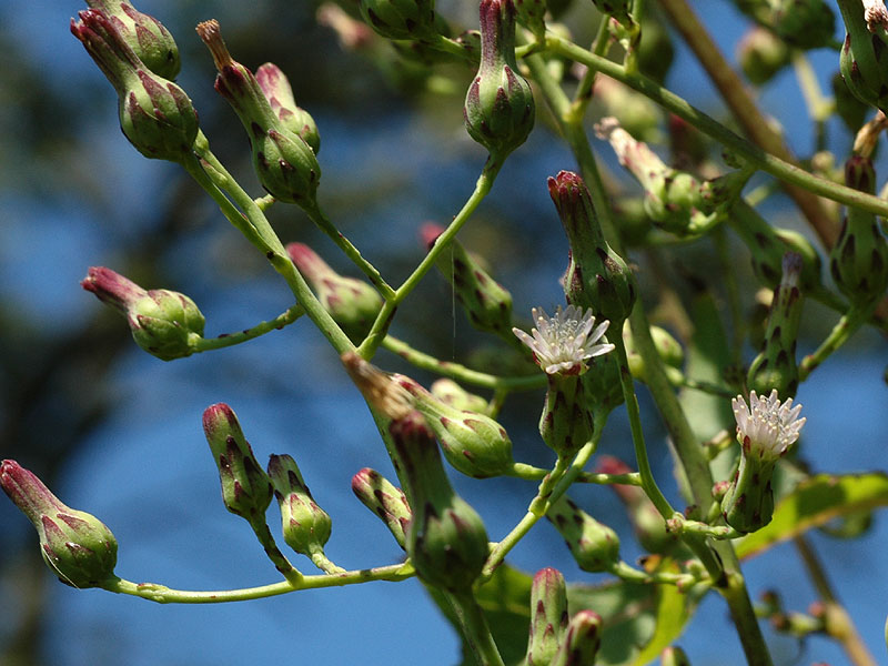 Lactuca biennis