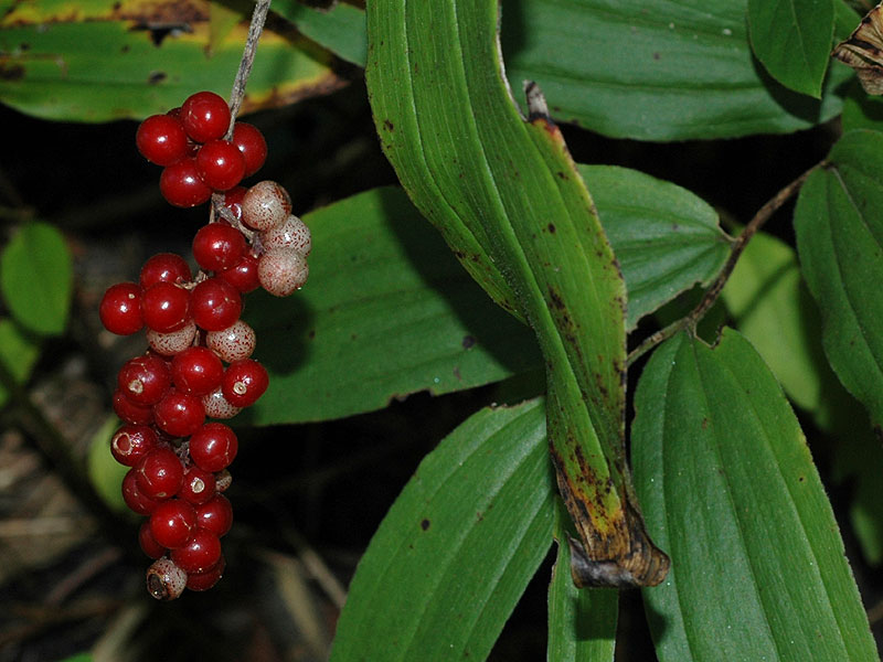 Maianthemum racemosum subsp. racemosum