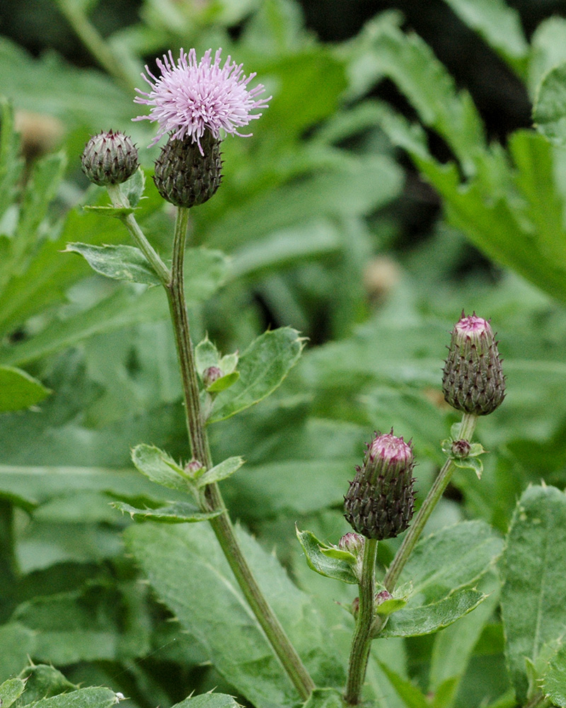 Canada Thistle