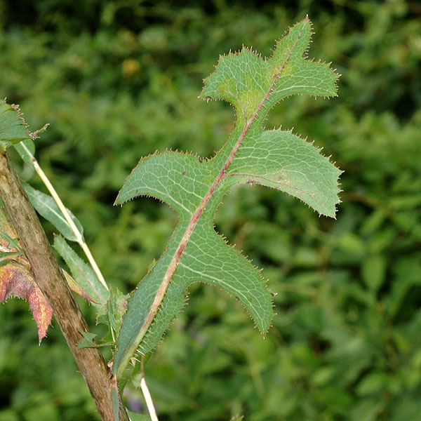 Prickly Lettuce