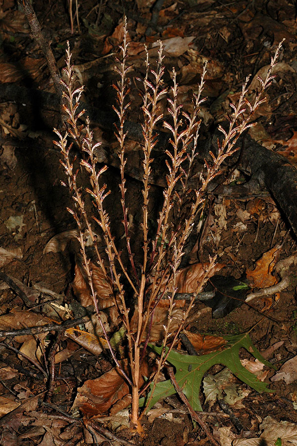 Epifagus virginiana