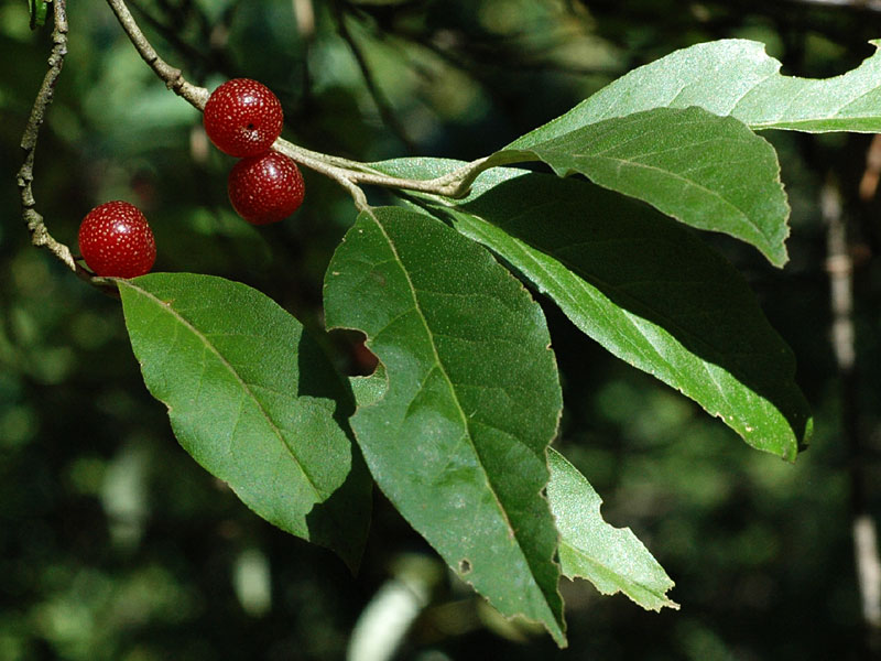 Elaeagnus umbellata