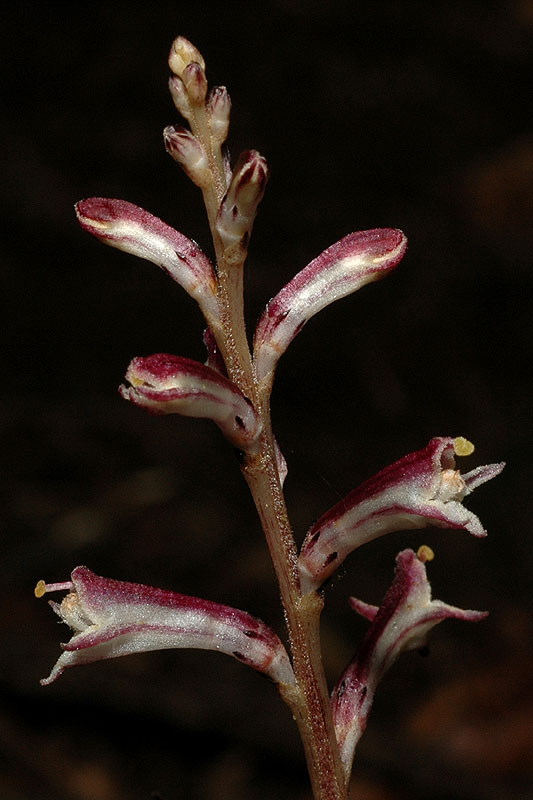 Epifagus virginiana