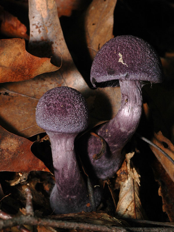 Cortinarius violaceus