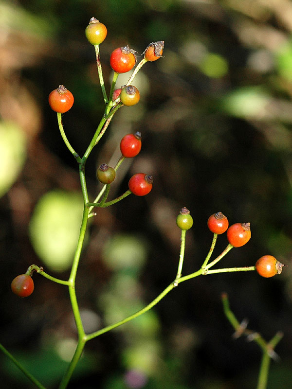 Rosa multiflora