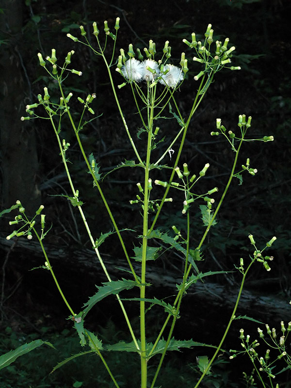 Erechtites hieraciifolia