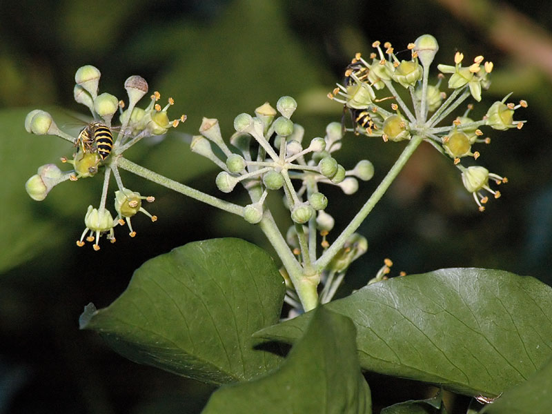 Hedera helix