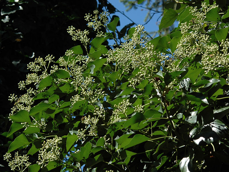 Hedera helix