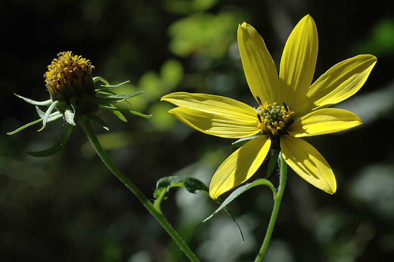 Helianthus decapetalus