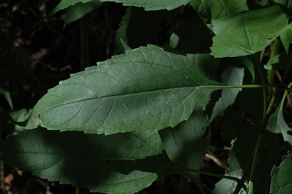 Helianthus decapetalus