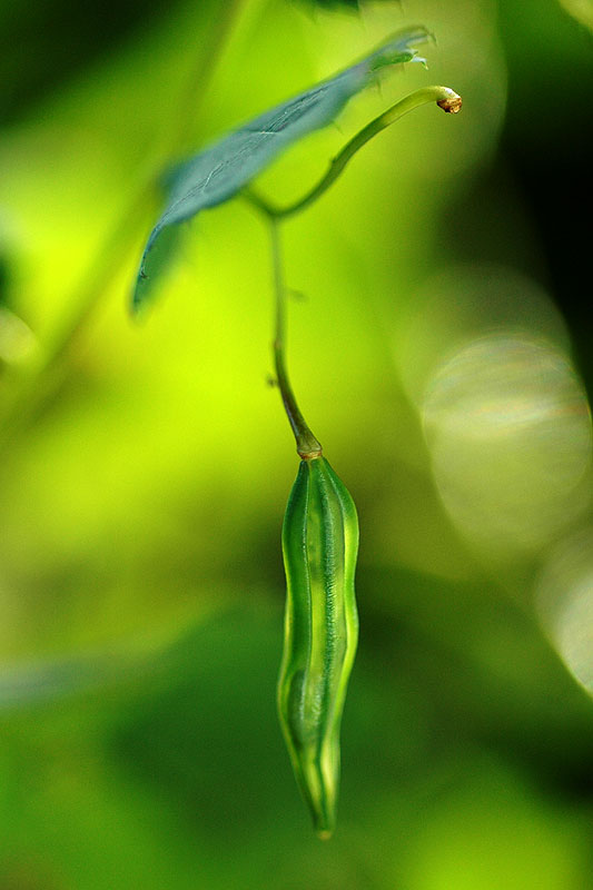 Impatiens pallida