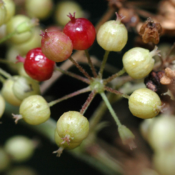 Aralia racemosa