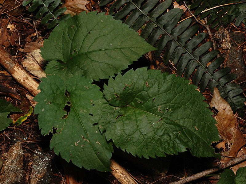 Eurybia schreberi