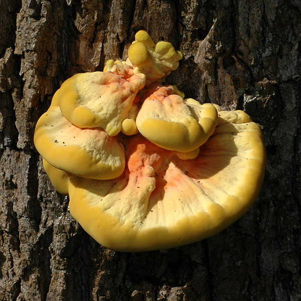 Laetiporus sulphureus