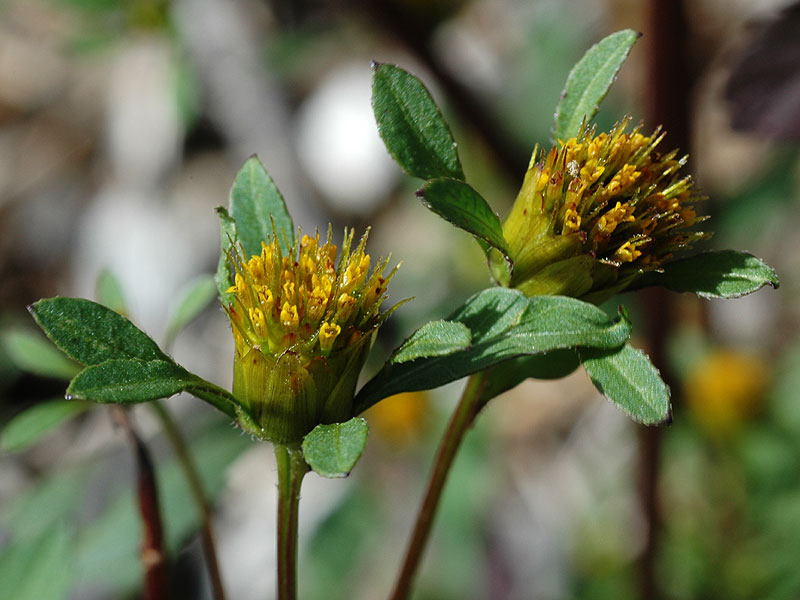 Bidens frondosa