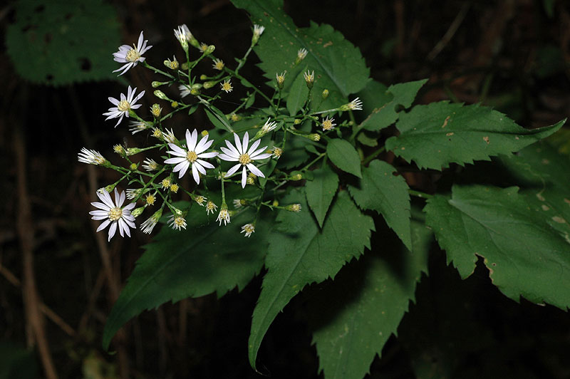 Eurybia schreberi