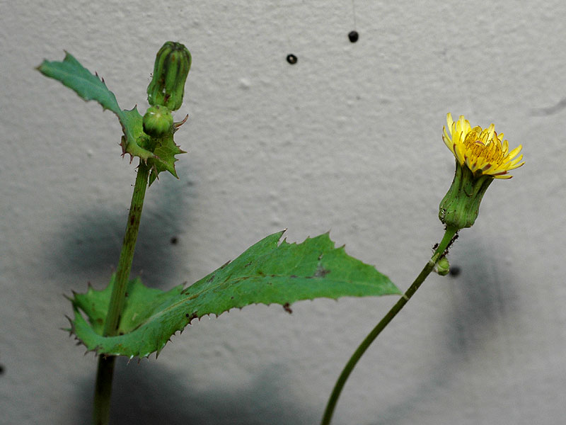 Sonchus oleraceus