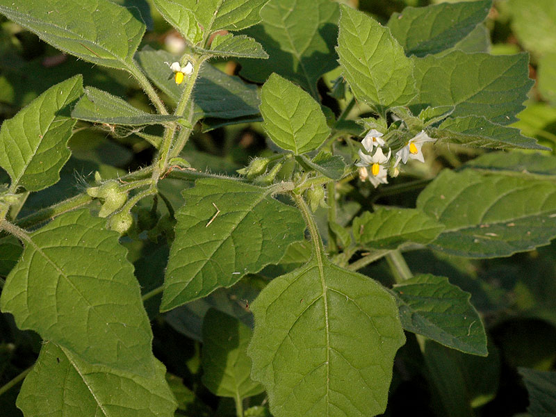 Solanum sarrachoides