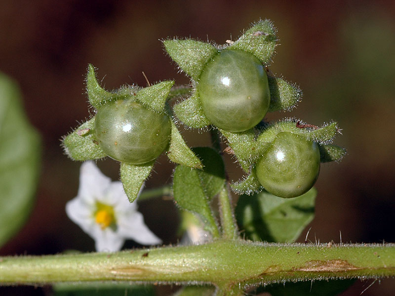 Solanum sarrachoides