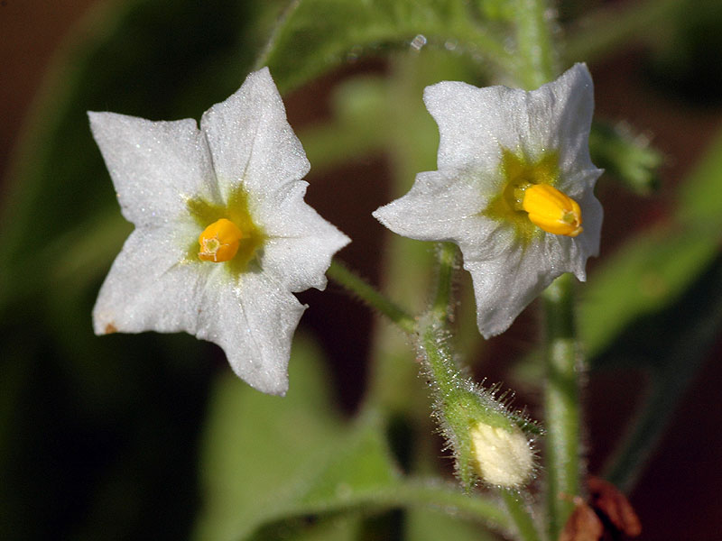 Solanum sarrachoides