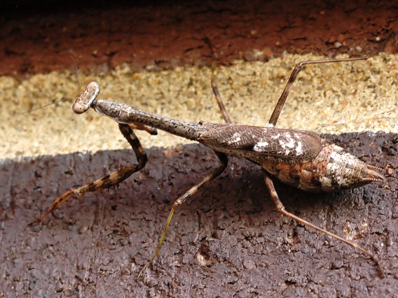 Carolina mantis <i>(Stagmomantis carolina)</i><br>October 2009