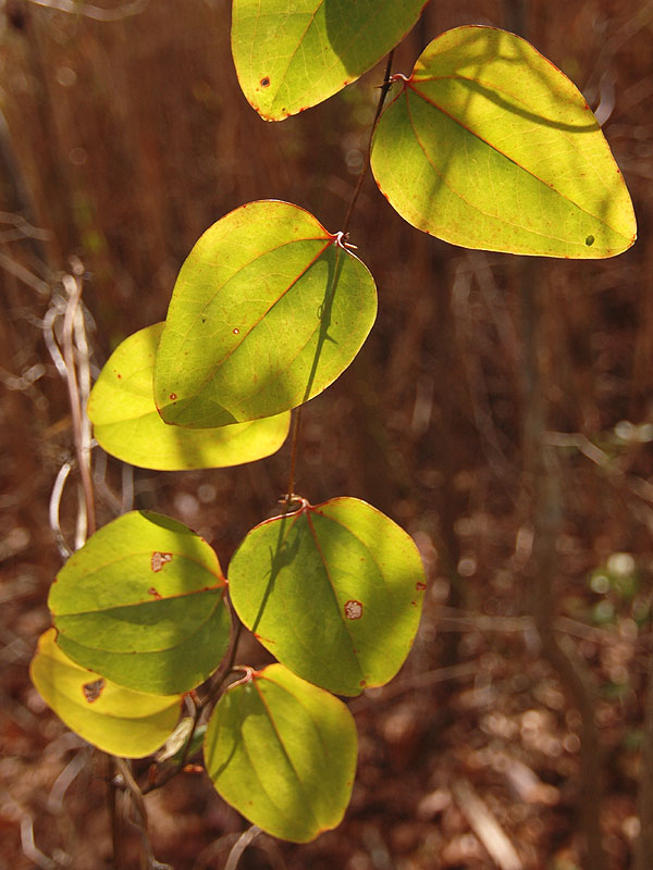 Smilax glauca