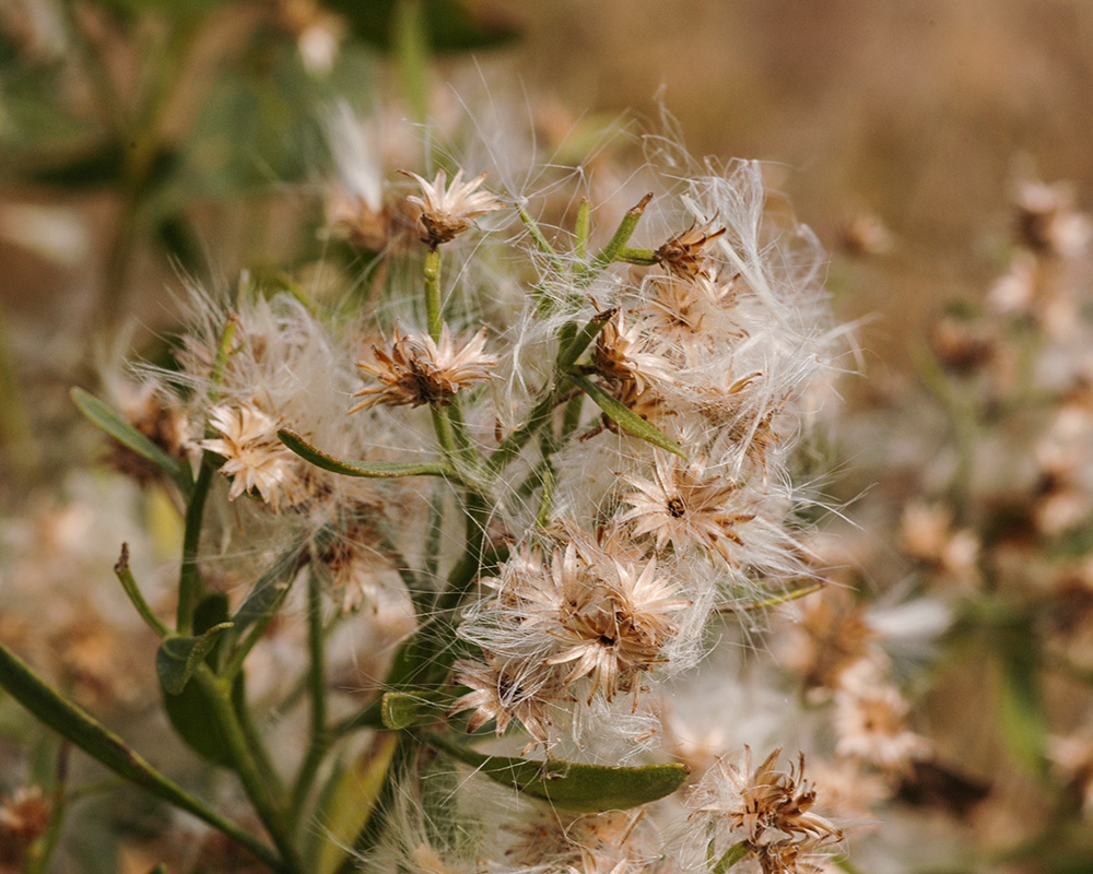 Baccharis halimifolia