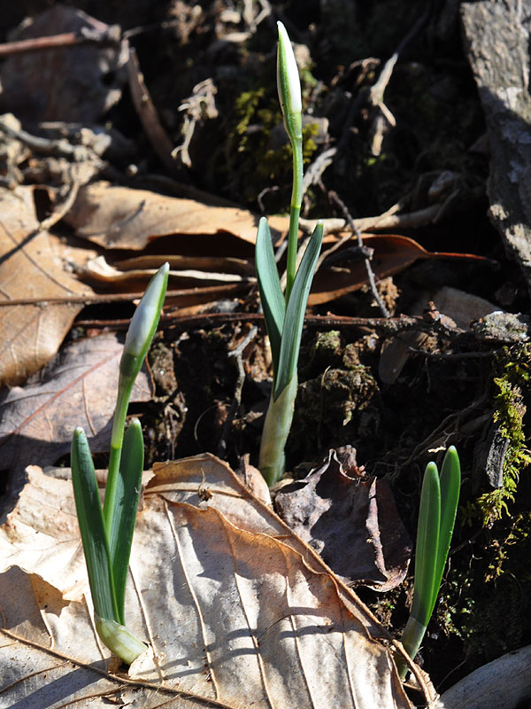 Galanthus nivalis