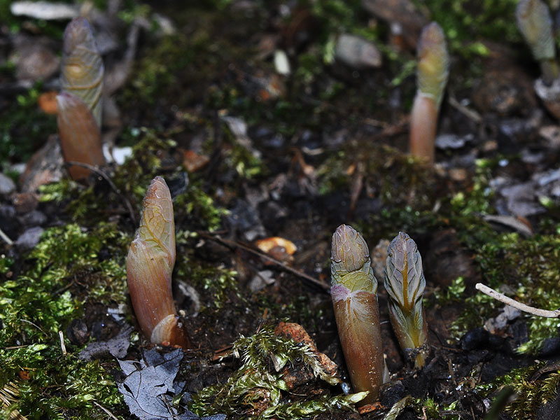 Sanguinaria canadensis