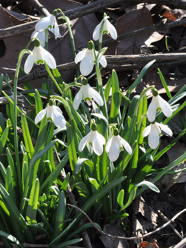 Galanthus nivalis