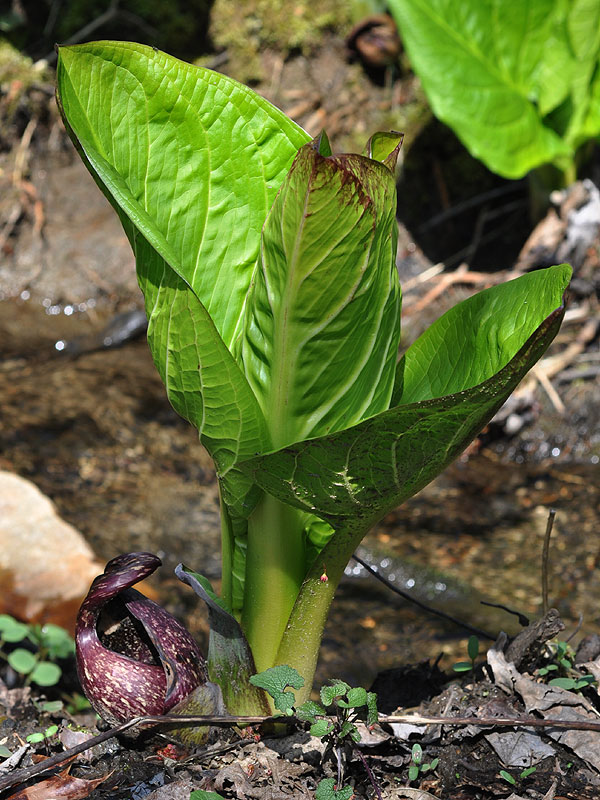 Symplocarpus foetidus