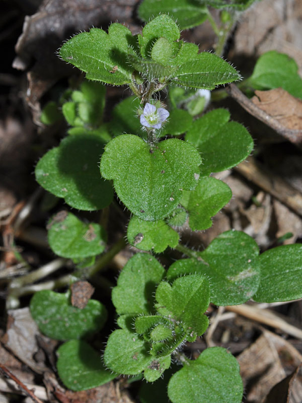 Ivyleaf Speedwell