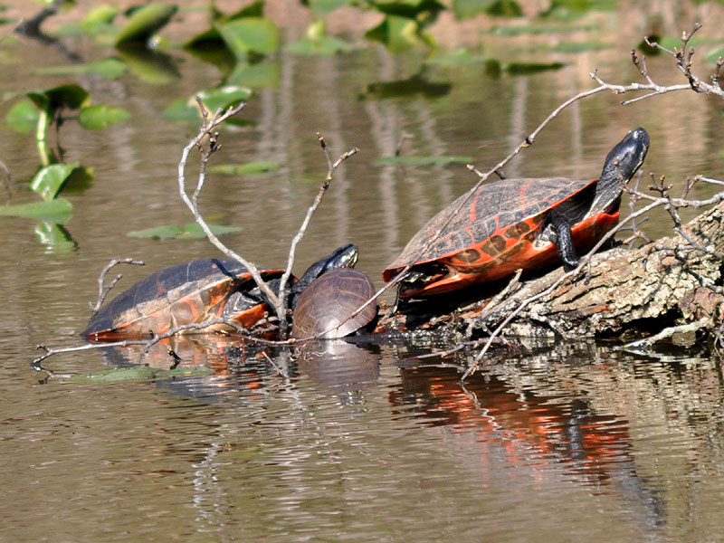 Northern red-bellied cooter <i>(Pseudemys rubriventris)</i><br>White Clay Creek State Park, April 2010