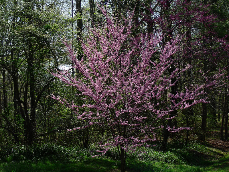 redbud tree facts images redbud tree facts images