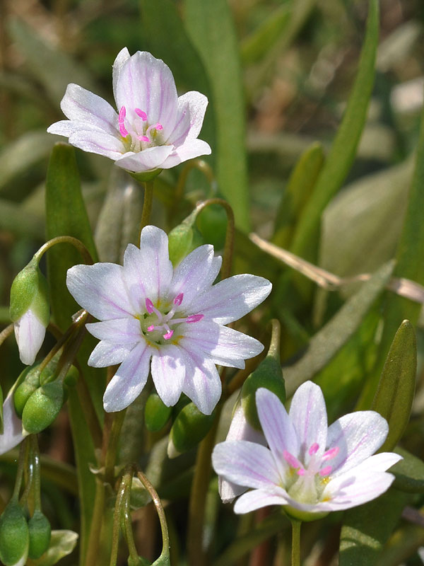 Claytonia virginica var. virginica