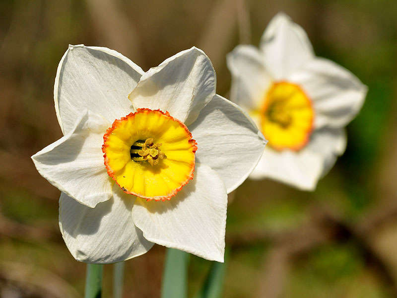 Narcissus pseudonarcissus