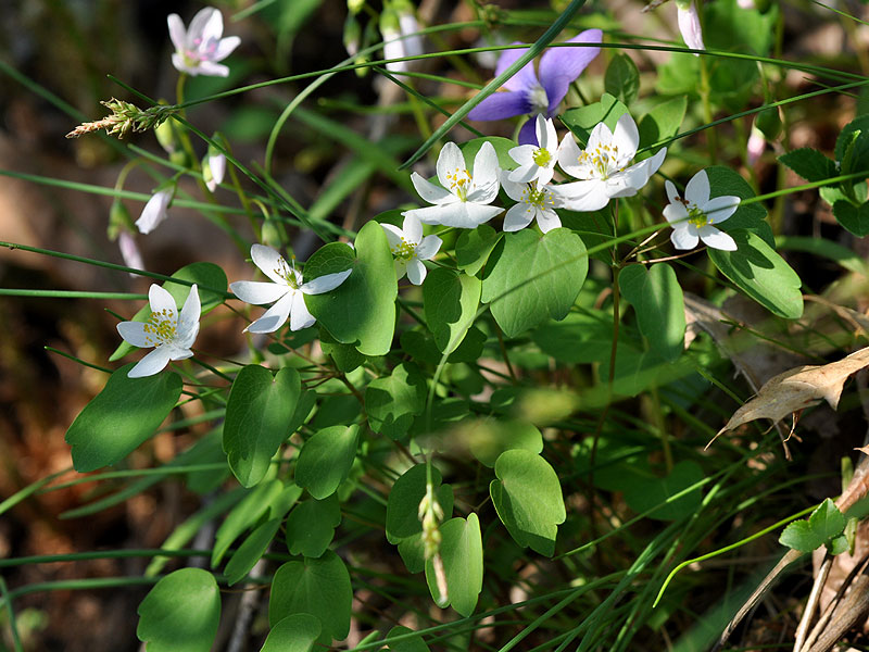 Thalictrum thalictroides