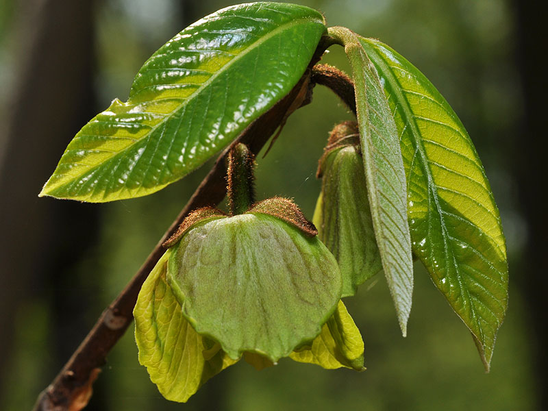 Asimina triloba