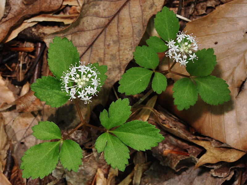 Dwarf Ginseng